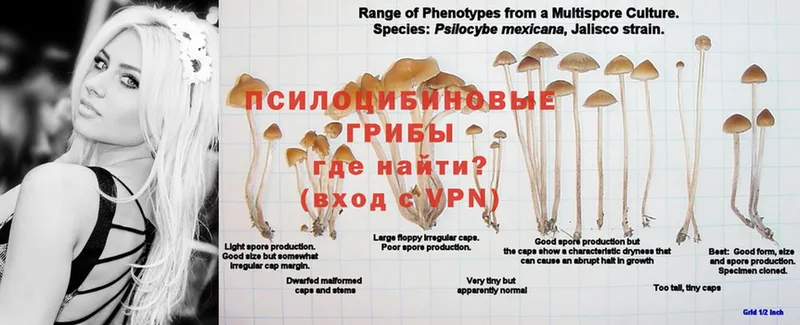 дарнет шоп  Дзержинский  Псилоцибиновые грибы Magic Shrooms 